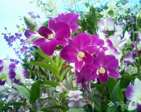 Картинка цветы орхидеи