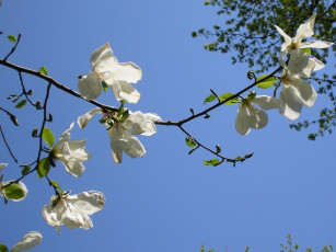 Картинка автор светлана самусь цветы магнолии