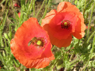 Картинка автор светлана самусь цветы маки