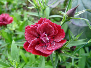 Картинка автор виктор алеветдинов цветы гвоздики