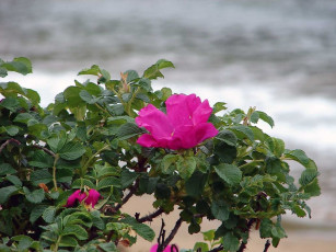 Картинка автор виктор алеветдинов цветы шиповник