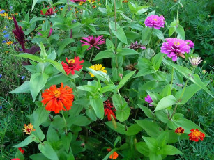 Картинка цветы цинния