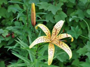 Картинка цветы лилии лилейники