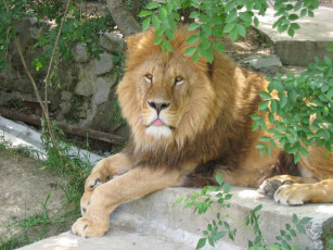 Картинка животные львы