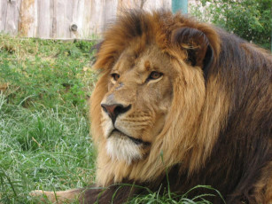 Картинка животные львы