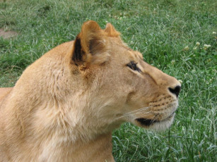 Картинка животные львы