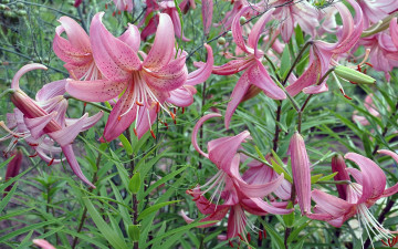 Картинка автор виктор алеветдинов цветы лилии лилейники