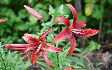 Картинка цветы лилии лилейники