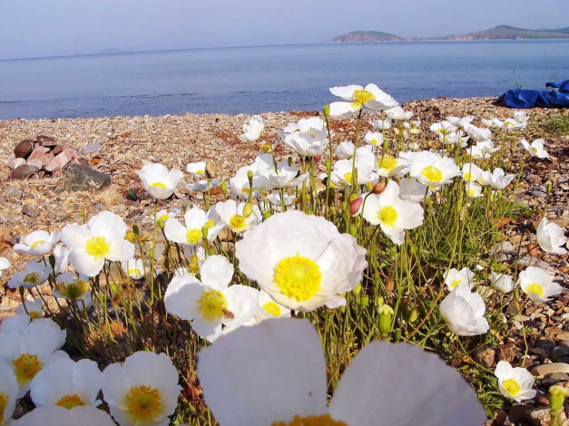 Обои картинки фото цветы, маки