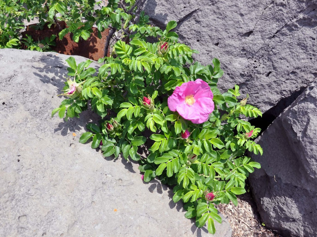 Обои картинки фото цветы, шиповник