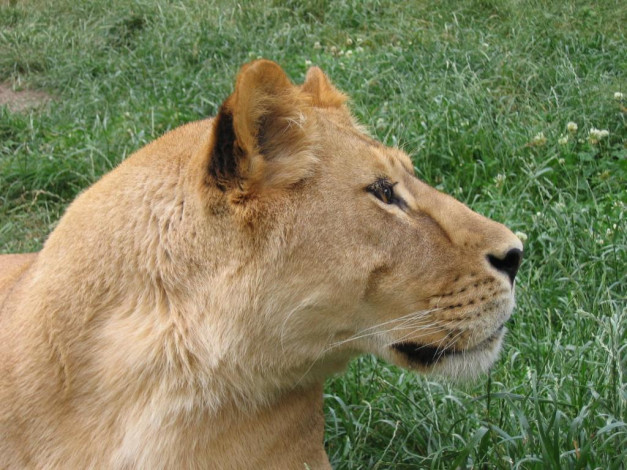 Обои картинки фото животные, львы