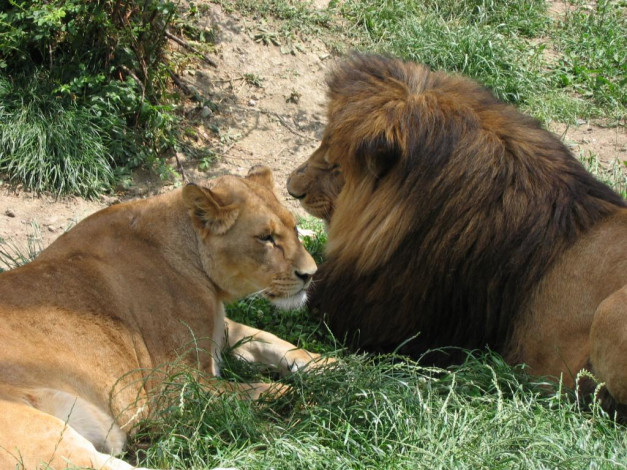 Обои картинки фото животные, львы