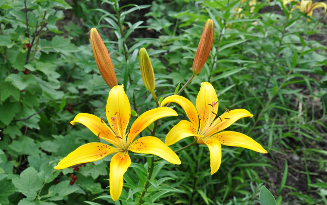 Обои картинки фото цветы, лилии, лилейники