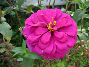 Картинка цветы цинния листья розовый лепестки