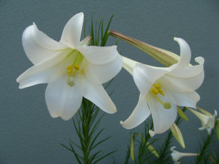 Картинка цветы лилии лилейники синий лепестки