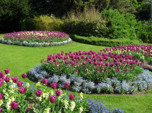 Картинка цветы разные вместе тюльпаны кусты клумбы трава