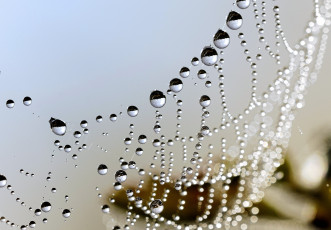 Картинка природа макро капли паутина