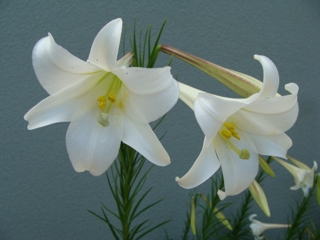 Обои картинки фото цветы, лилии, лилейники, синий, лепестки