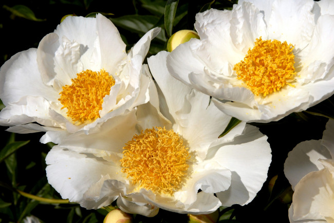 Обои картинки фото цветы, пионы, серединка, белый, большой