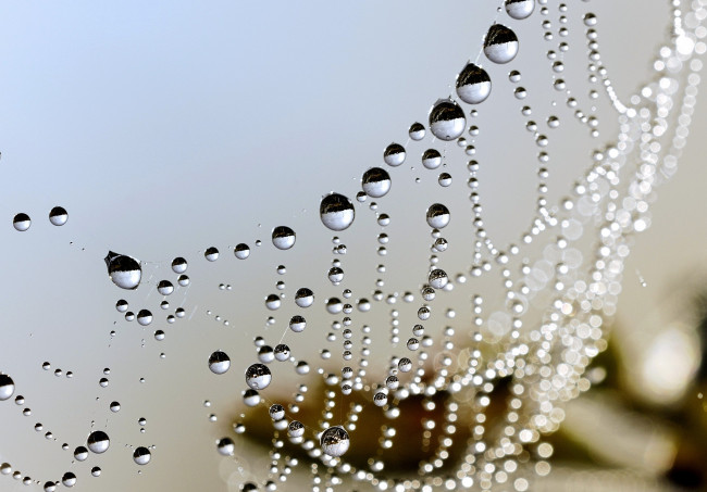 Обои картинки фото природа, макро, капли, паутина