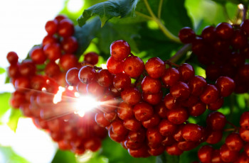 обоя природа, Ягоды, гроздь, калина, луч, солнце