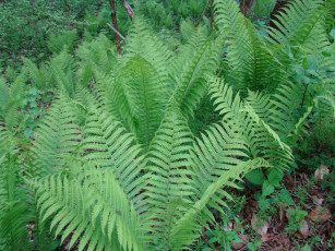 Картинка папоротник природа листья