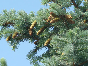 Картинка природа шишки жёлуди каштаны