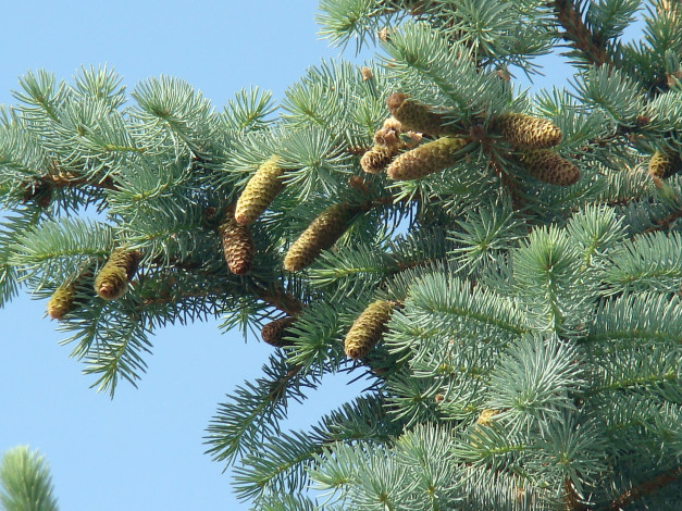 Обои картинки фото природа, шишки, жёлуди, каштаны