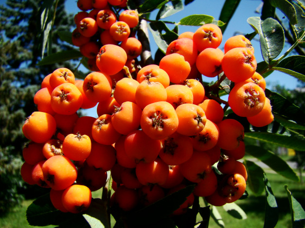 Обои картинки фото рябина, природа, Ягоды, ягоды