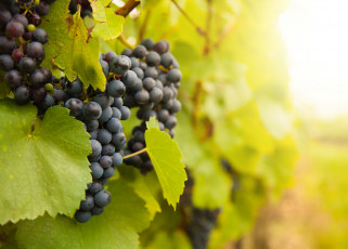 Картинка природа плоды grapes leaves the vineyard листва виноград грозди виноградник