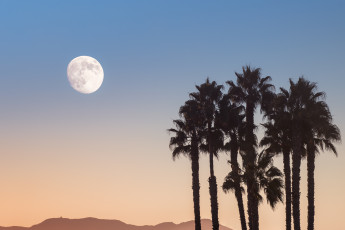 Картинка природа деревья небо луна пальмы