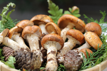 Картинка еда грибы +грибные+блюда cones mushrooms branches шишки ветки