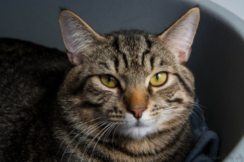 Картинка животные коты морда