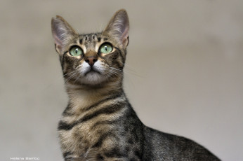 Картинка животные коты морда кошка грация