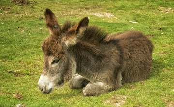 обоя животные, ослы, ослик