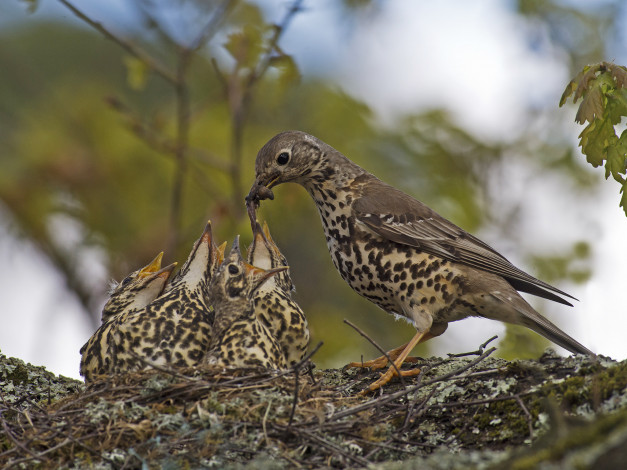 Обои картинки фото животные, птицы, кормежка, птенцы, гнездо