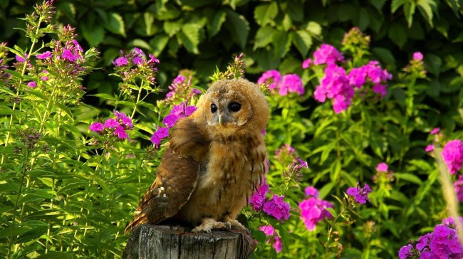 Обои картинки фото животные, совы, сова, цветы