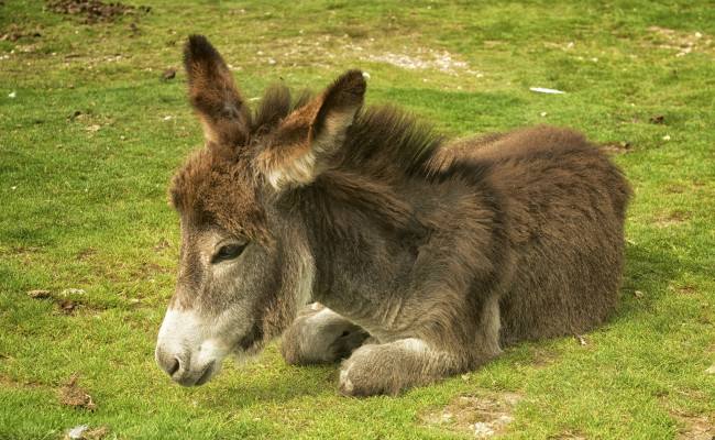 Обои картинки фото животные, ослы, ослик