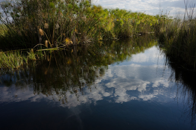Обои картинки фото природа, реки, озера, озеро, камыши, вода, дерево, облака, отражение