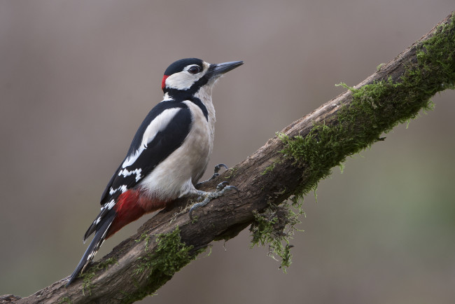 Обои картинки фото животные, дятлы, сук, дятел