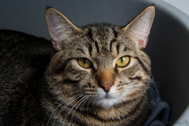 Обои картинки фото животные, коты, морда