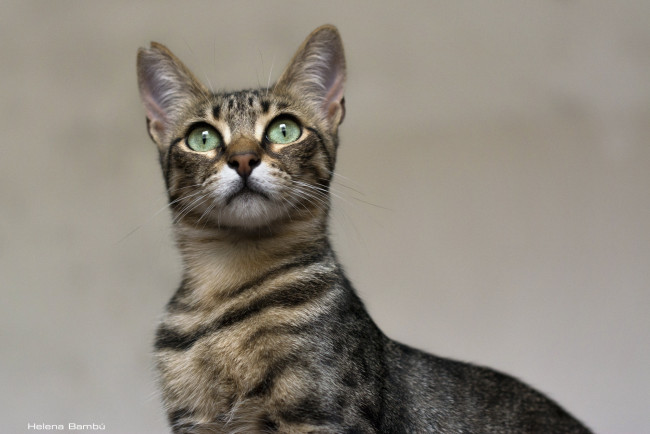 Обои картинки фото животные, коты, морда, кошка, грация