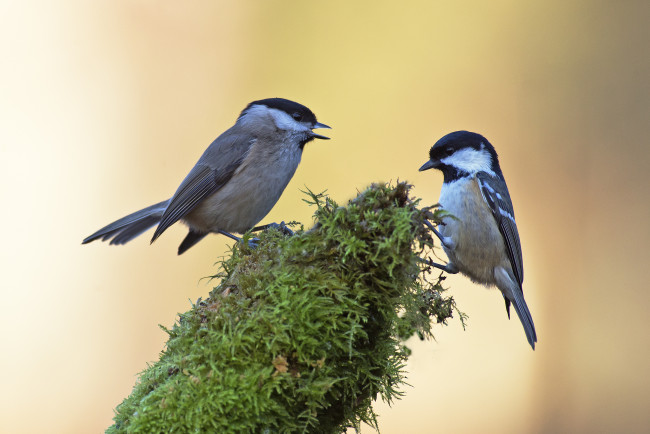 Обои картинки фото животные, синицы,  лазоревки, синички