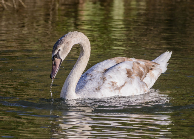 Обои картинки фото животные, лебеди, капли, вода, грация, шея