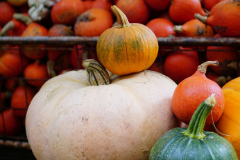 Картинка еда тыква