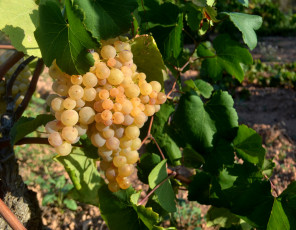 Картинка природа Ягоды +виноград лоза