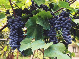 Картинка природа Ягоды +виноград лоза