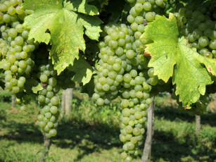 Картинка природа Ягоды +виноград лоза