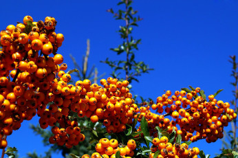 обоя пираканта, природа, Ягоды, ягоды, оранжевые