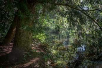 Картинка природа реки озера река лес